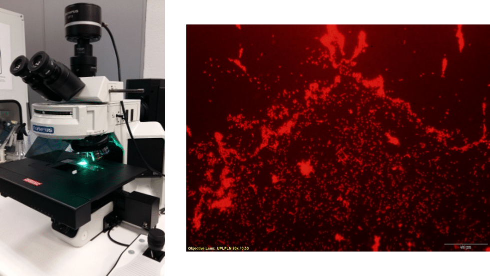 Plastics optimization with a new antimicrobial additive Plastics optimization with a new antimicrobial additive
