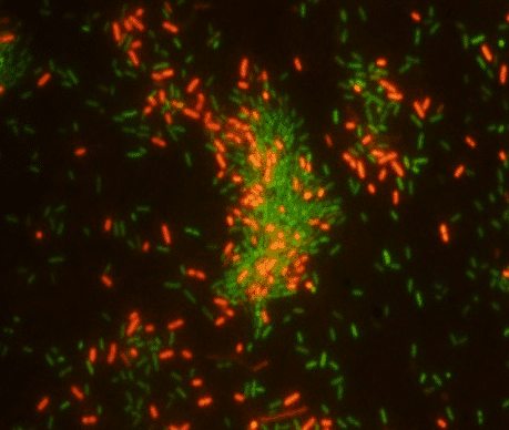 Caracterización de las propiedades antibiofilm en superficies