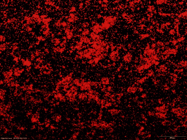 Micrografía de un biofilm teñido sobre la superficie ensayada