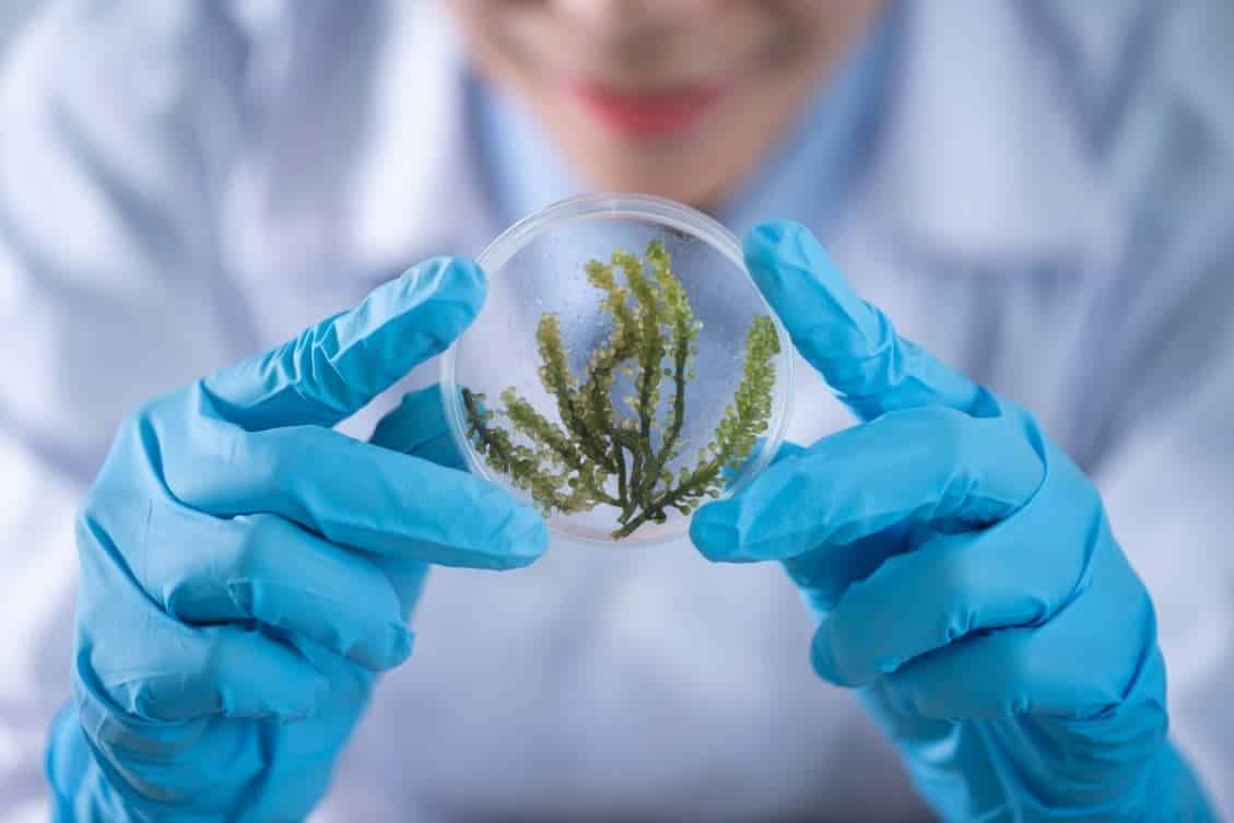 Técnica de laboratorio sosteniendo una placa con muestra vegetal en el estudio de ultrasonidos para la seguridad alimentaria