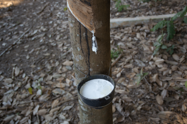 arbol de caucho