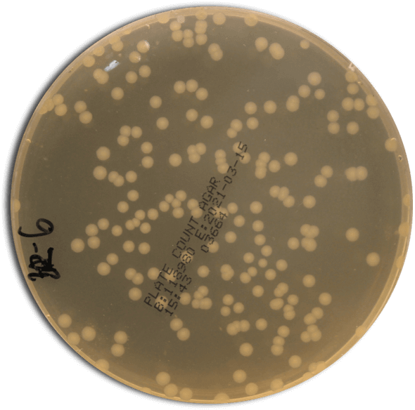 Determination of the microbiological evolution during fermentation Determination of the microbiological evolution during fermentation