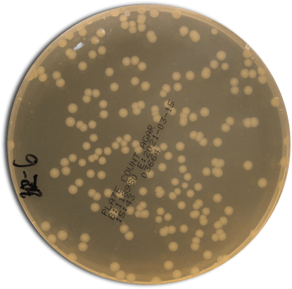 Determination of the microbiological evolution during fermentation