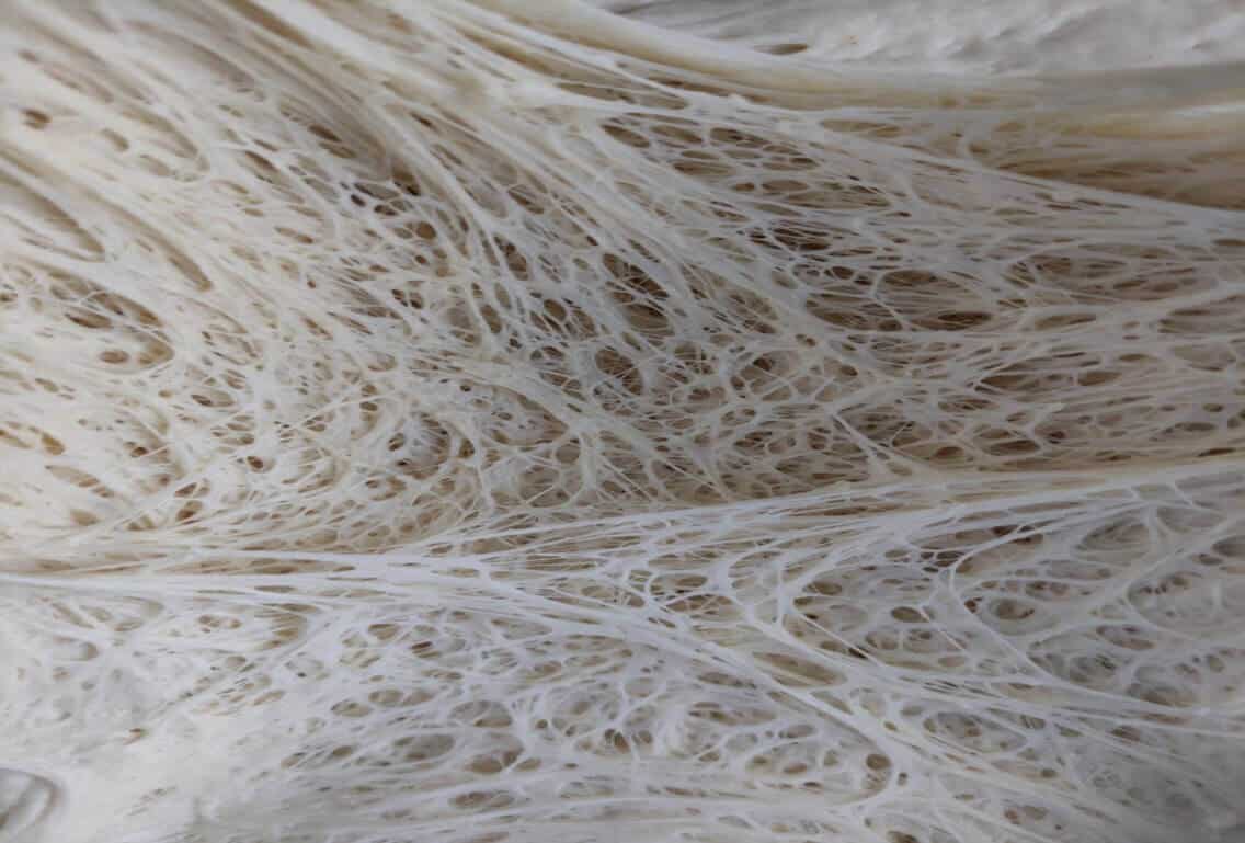 Micrografía de la estructura fibrosa de un alimento observada al microscopio