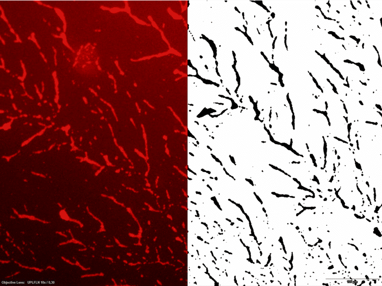 Development of a quantitative method for biofilm analysis using image processing.