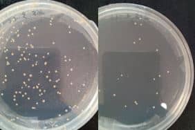 Bacterial culture plates used to evaluate the effectiveness of ultraviolet LED disinfection before and after treatment