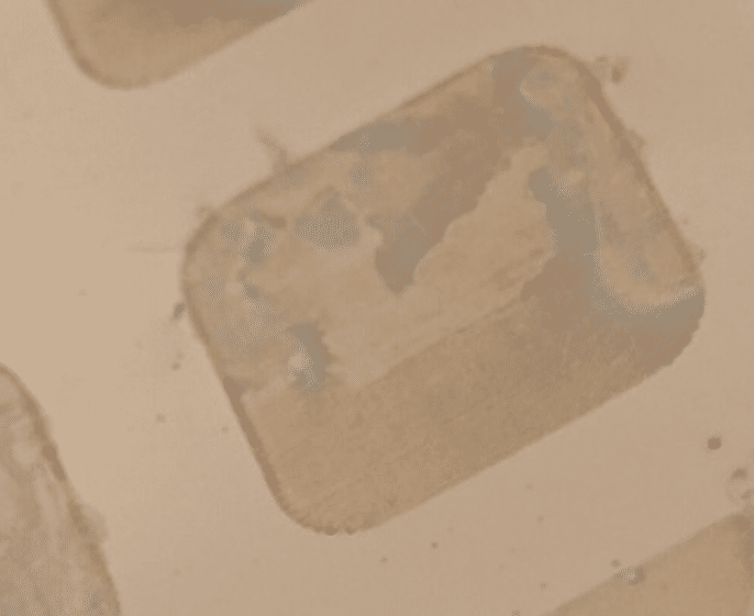 Microscopic detail of laser-marked areas on a metallic material after an accelerated corrosion test, showing signs of surface degradation.