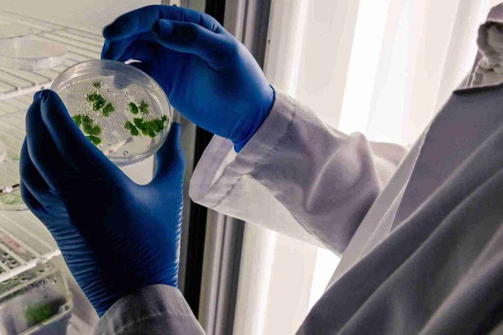 Revalorization of borage by-products through polyphenol extraction Laboratory analysis for the revalorization of borage by-products through polyphenol quantification