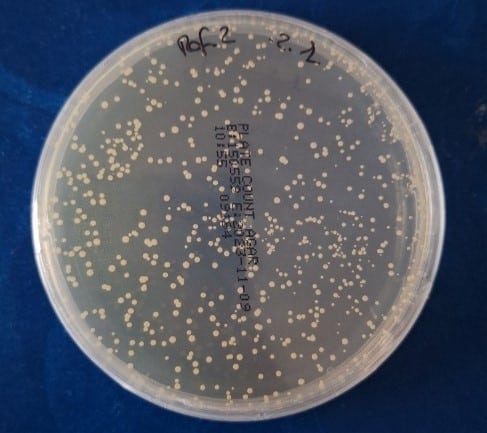 Placa de Petri con colonias bacterianas utilizada para evaluar la eficacia antimicrobiana de materiales durante ensayos microbiológicos