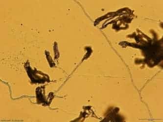 Identificación del hongo causante de contaminación en bizcochos