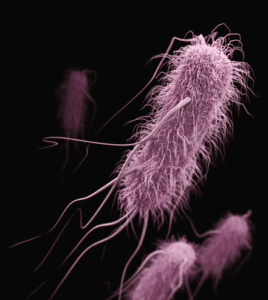 Desarrollo de un método de análisis de biofilm y matriz extracelular de forma simultánea