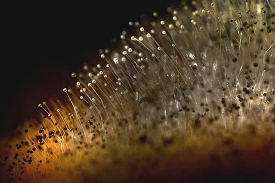 Detalle de un hongo con sus esporas, identificado como causante de la contaminación de unos bizcochos