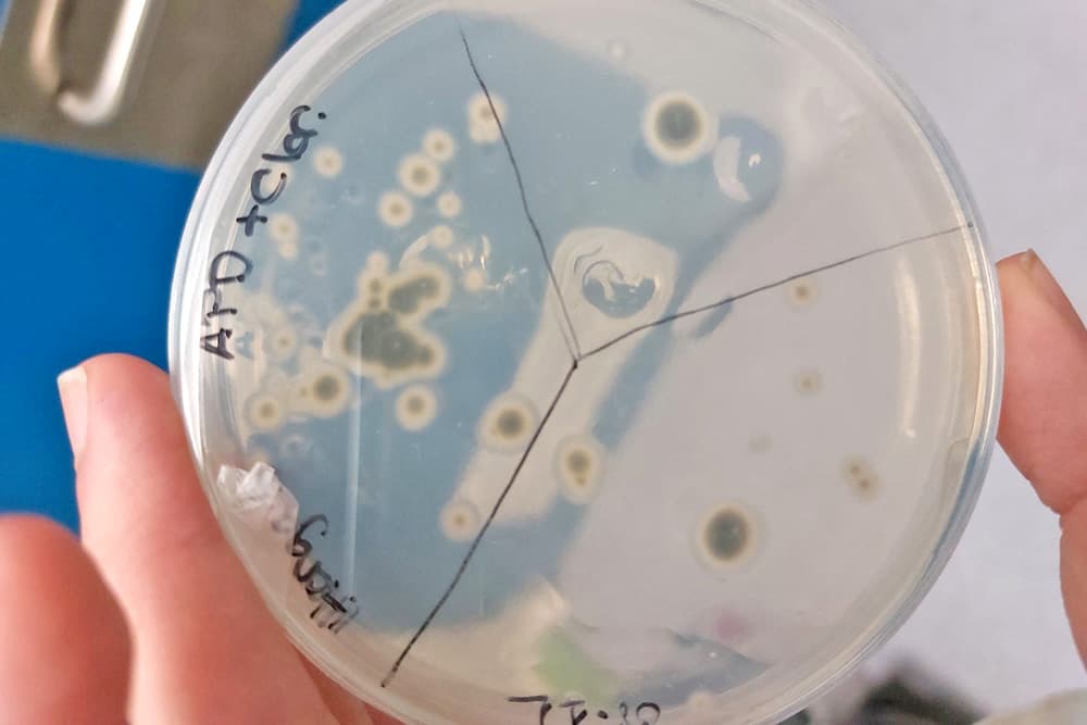 Identification of microorganisms that degrade plastics