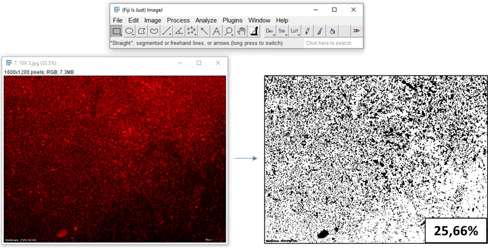 Development of a quantitative method for biofilm analysis using image processing.
