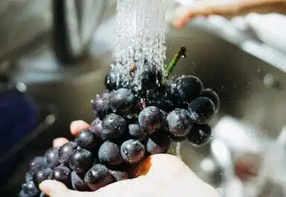Evaluation of the antimicrobial properties of a device for food disinfection Bunch of grapes being washed under the tap, a food to be disinfected