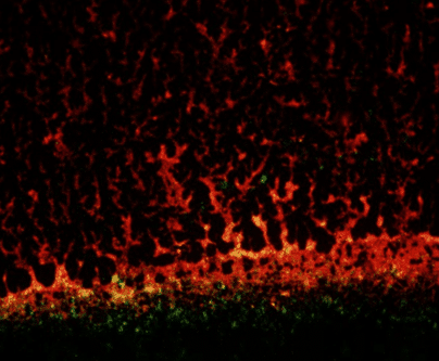 MICROSCOPÍA PARA MUESTRAS BIOLÓGICAS
