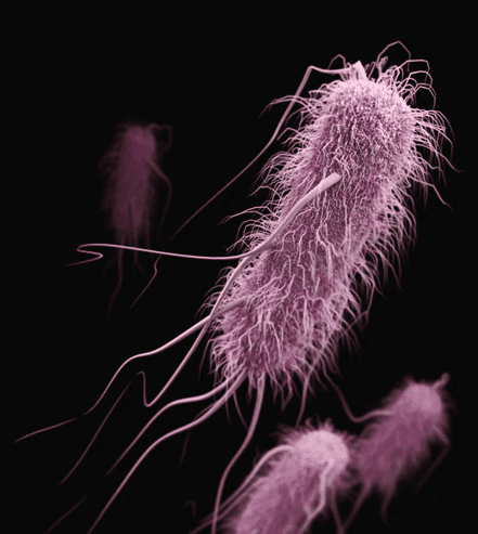 MICROSCOPÍA PARA MUESTRAS BIOLÓGICAS