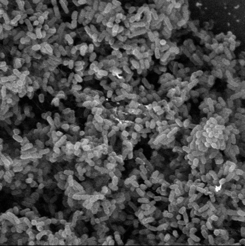 MICROSCOPÍA PARA MUESTRAS BIOLÓGICAS