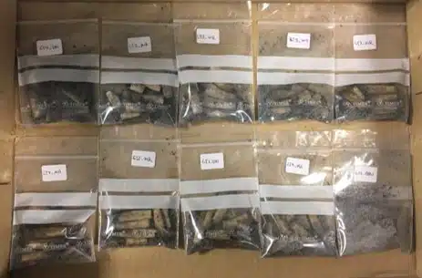 Chemical analysis of heavy metals in tobacco Tobacco samples in labelled bags prepared for heavy metal analysis