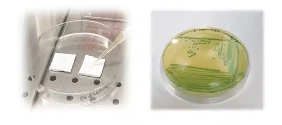Characterization of antimicrobial properties of surfaces Material samples on agar plates in an antimicrobial activity test