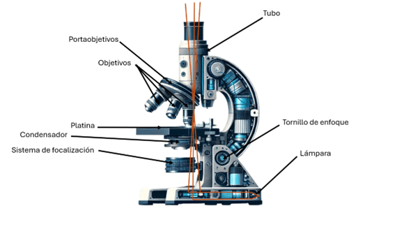 Microscopio Óptico Microscopio Óptico