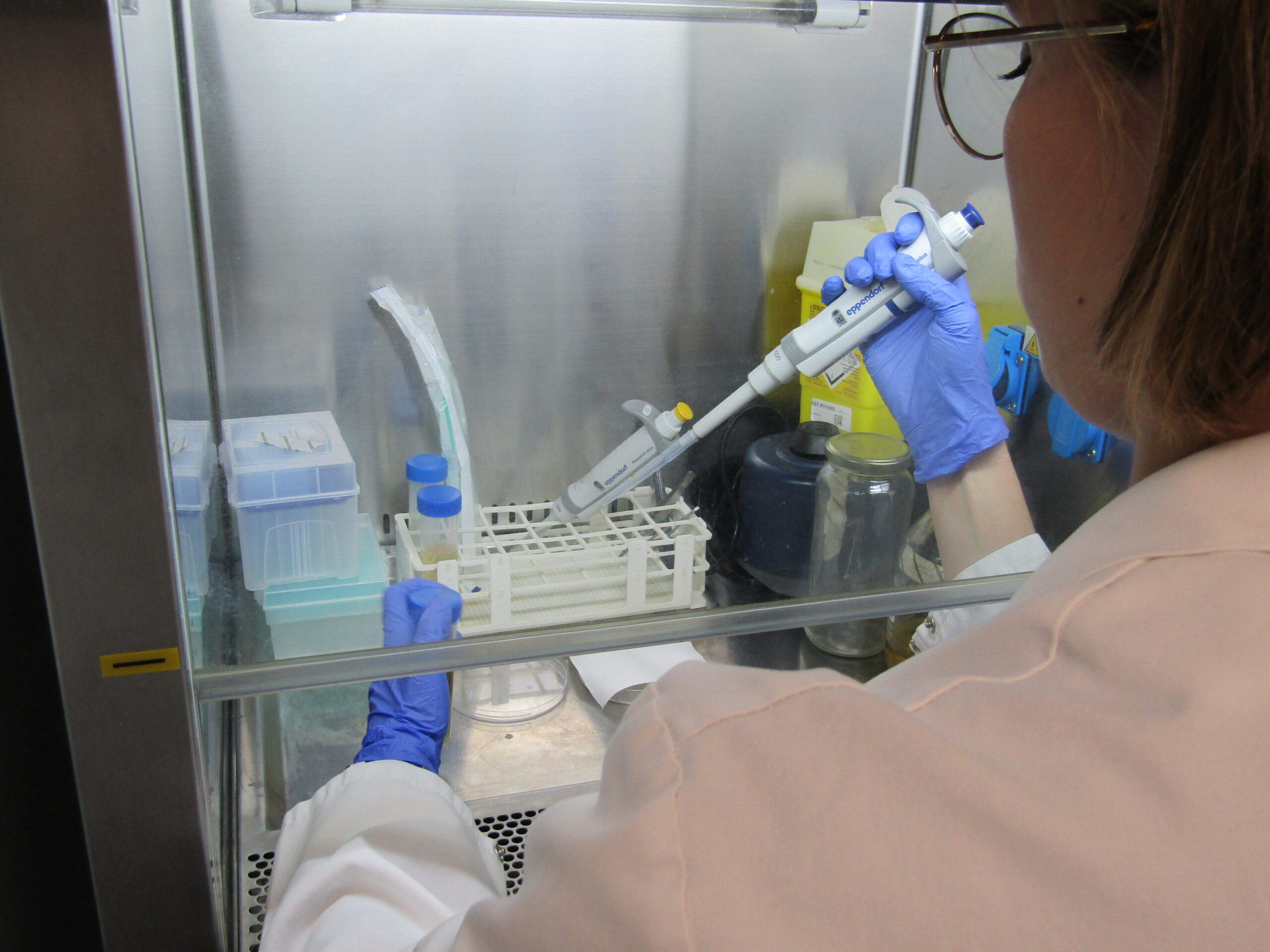 Técnica pipeteando muestras en una cabina de flujo laminar durante un ensayo de eficacia antimicrobiana