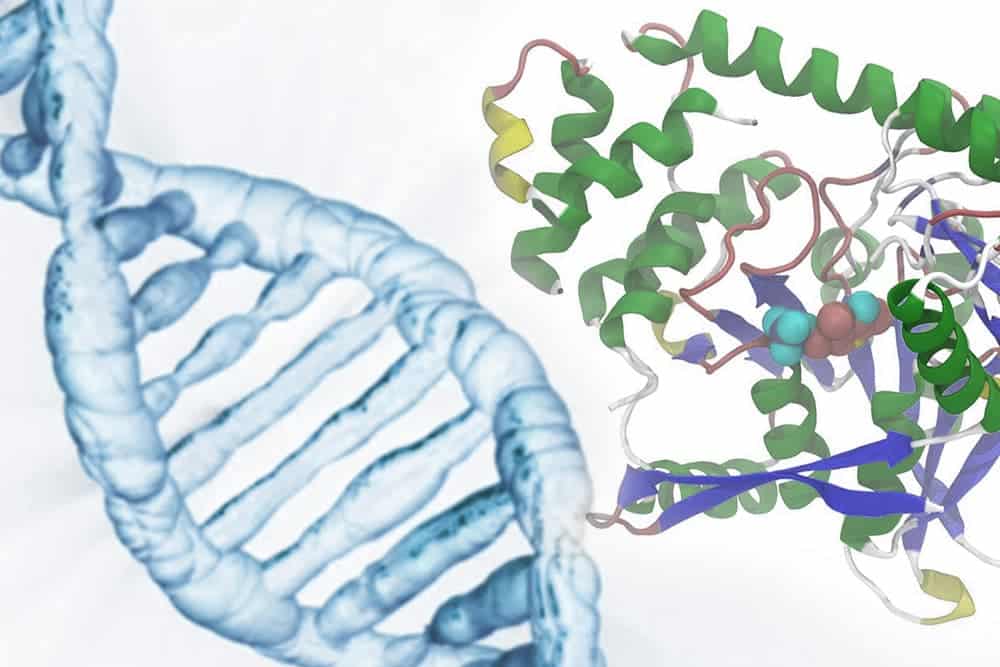 Modificación genética de bacterias para aumentar la productividad de enzimas en bioreactores