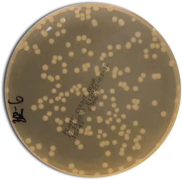 Petri dish with microbial colonies used to track a fermentation