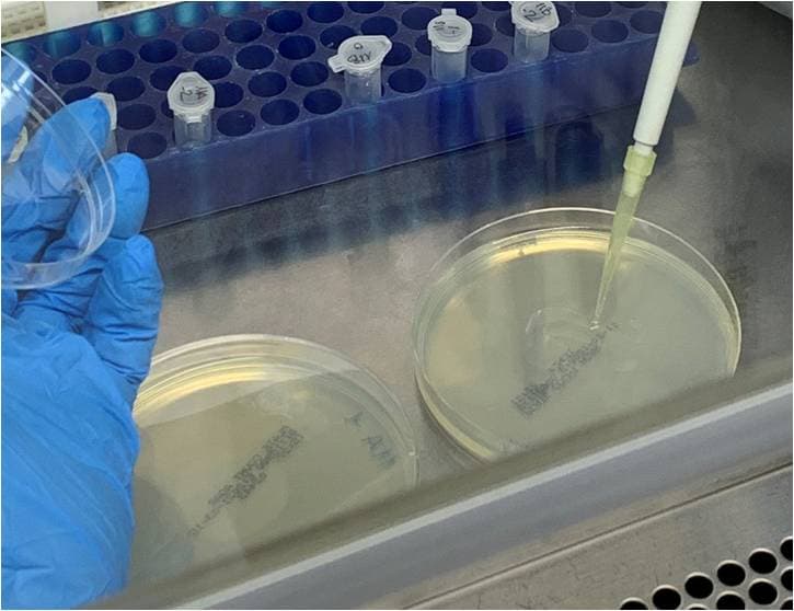 Hygiene map. Study of microorganisms in cars Plating microbiological samples on Petri dishes inside a laminar flow cabinet